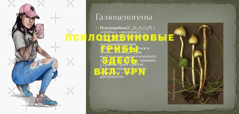 гидра ТОР  где найти   Тюкалинск  Галлюциногенные грибы Psilocybine cubensis 